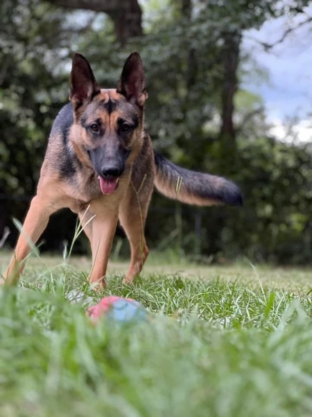 Entry image for Willow . Clicking this image will show a larger photo