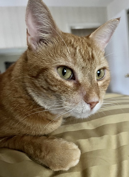 Entry image for Rambo. Clicking this image will show a larger photo