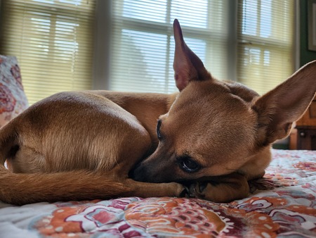 Entry image for Koby. Clicking this image will show a larger photo