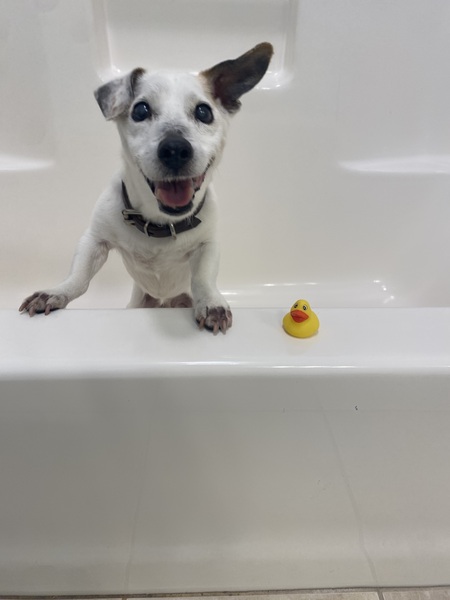 Entry image for Sam. Clicking this image will show a larger photo