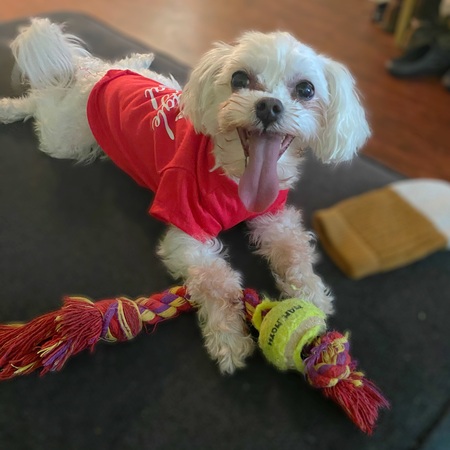 Entry image for Marshmallow. Clicking this image will show a larger photo