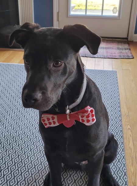 Entry image for ZZ. Clicking this image will show a larger photo