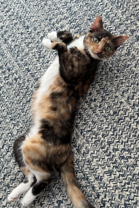 Entry image for Abigail Rose. Clicking this image will show a larger photo