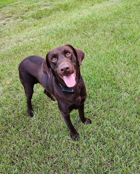 Moose 