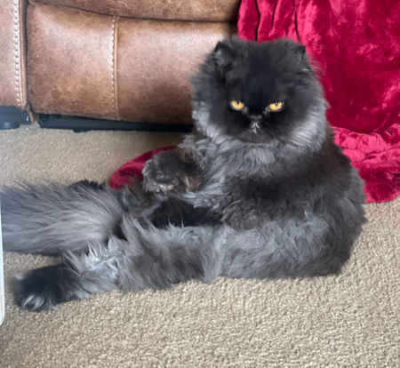 Gizmo Larue Amburn