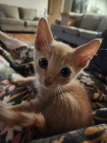 Oliver