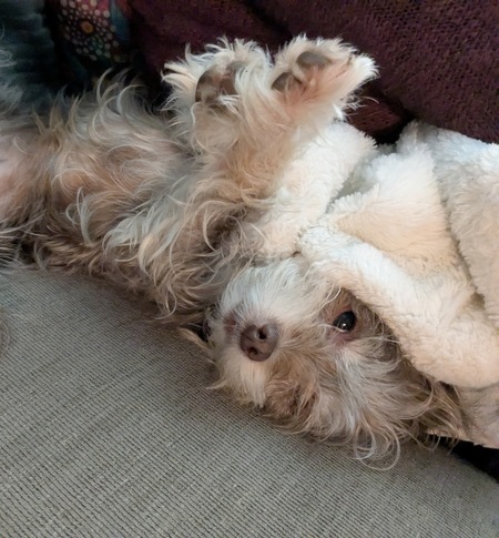 Molly