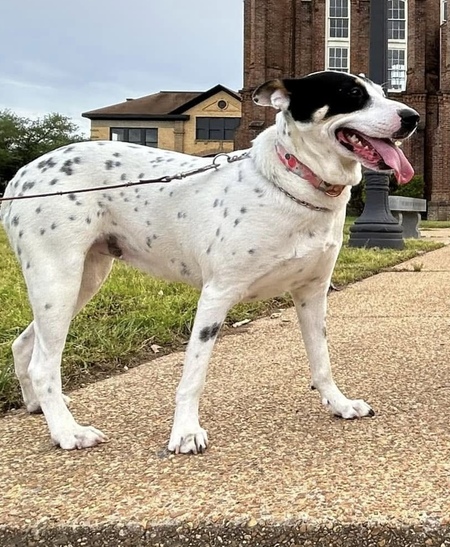 Dottie (Dorothy)