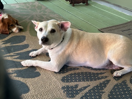 ZuZu Lily 