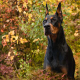 Entry image for Finley
