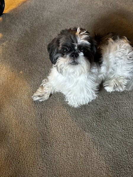 Sir Bentley
