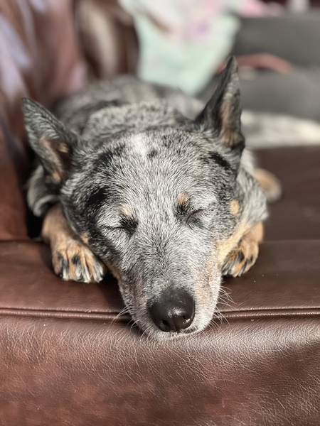 Hugo