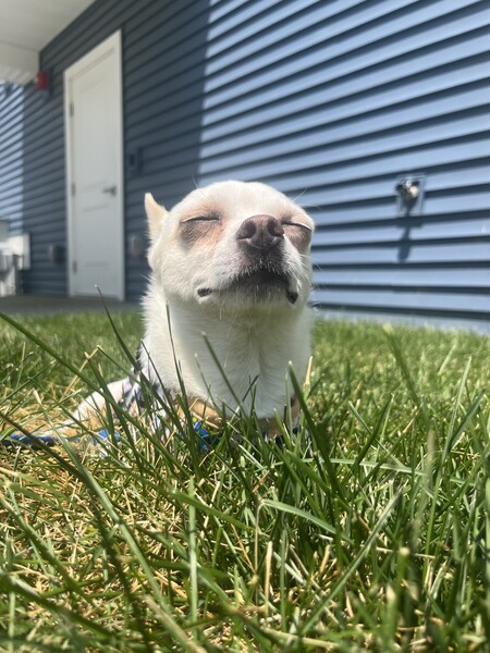 Bolt