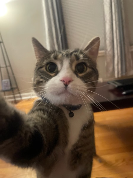 Elliot