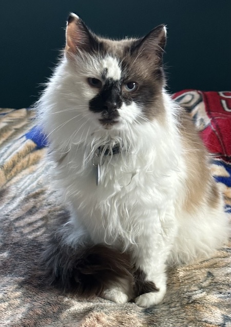 Amelia