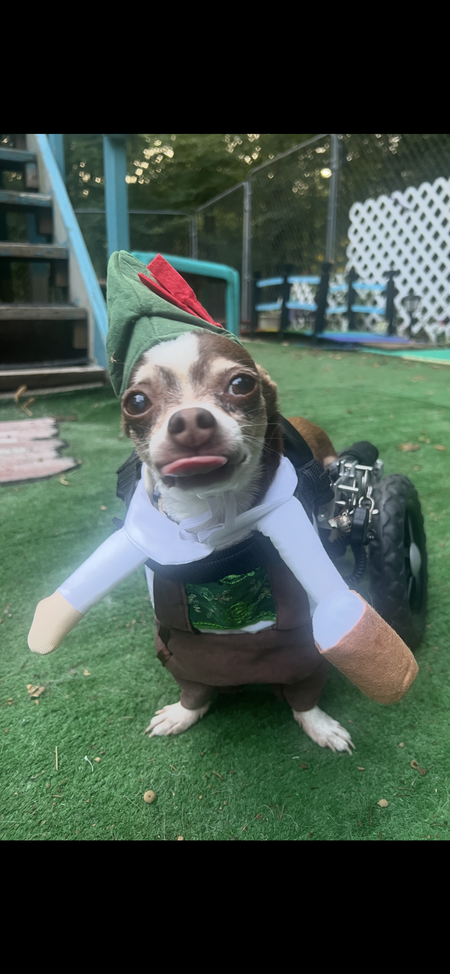 ArchieTheBish