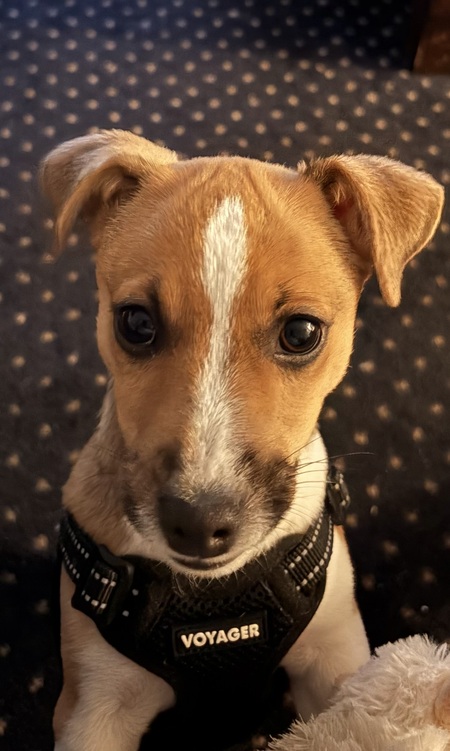 Bo