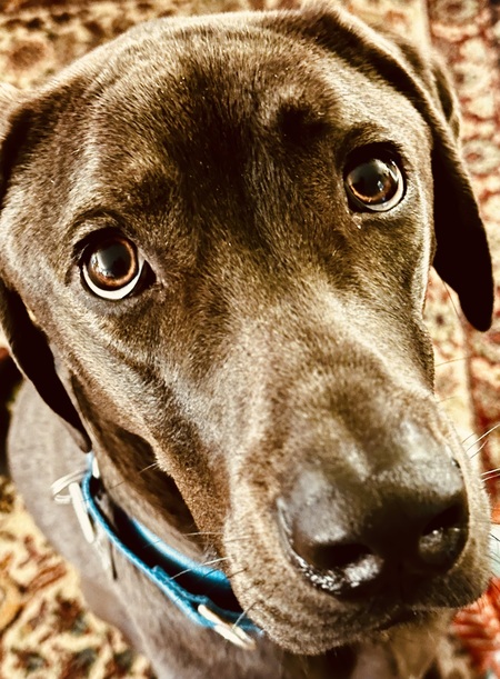 Sherlock