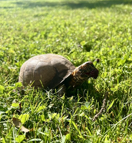Torty