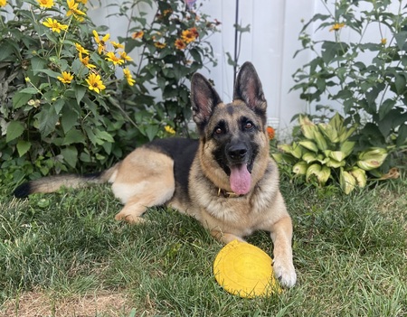 Isabella