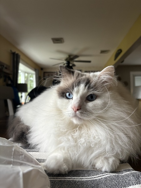 Leo