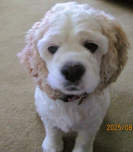 Poppy