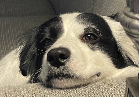 Buddy