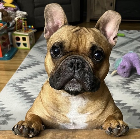 Oliver 