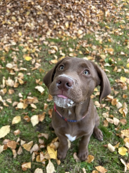 Archie