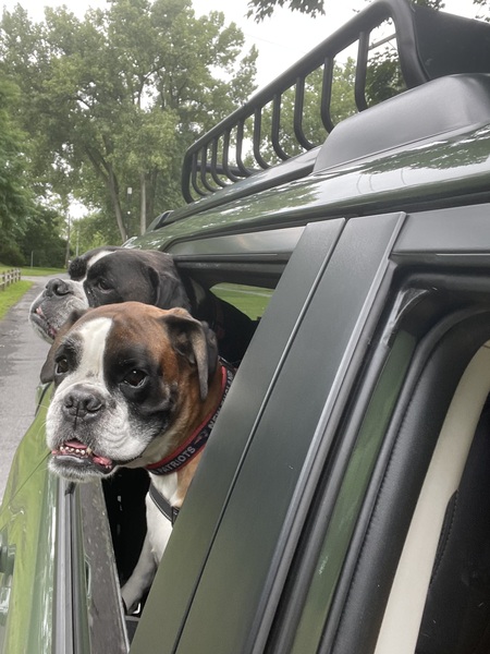 Dempsey and Poppy Rose