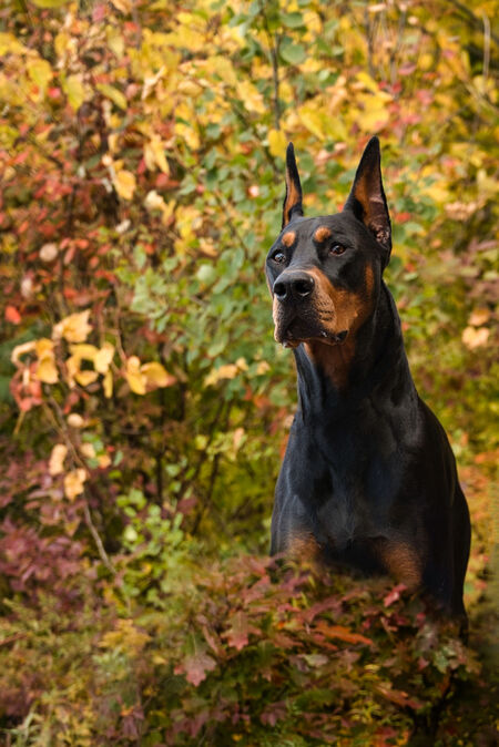 Entry image for Finley. Clicking this image will show a larger photo