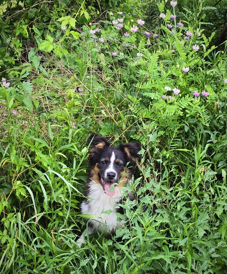 Entry image for Kaiya. Clicking this image will show a larger photo
