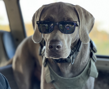 Entry image for Huey . Clicking this image will show a larger photo