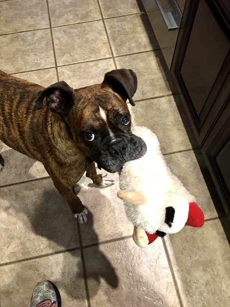 Zeus