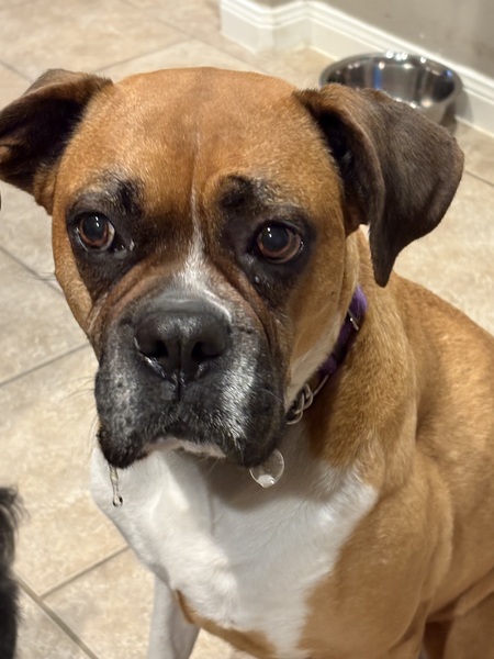 Roxanne Wiggles (Roxie)