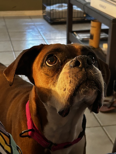Lola