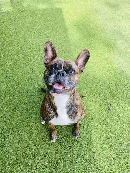 Louie