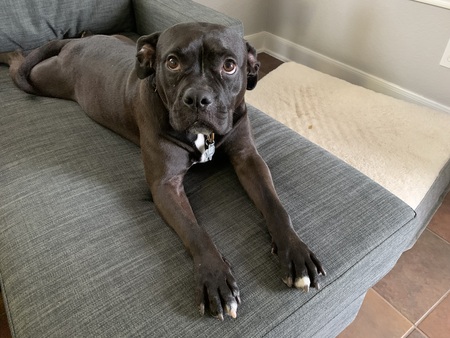 Mocha