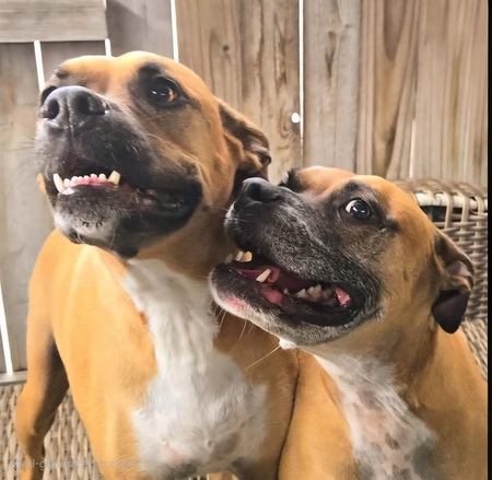 Zeus & Zoe (fka Drax & Tiny)