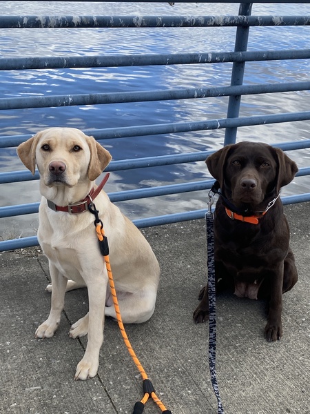 Dahlia and Willow