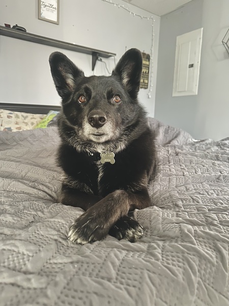 Jedda