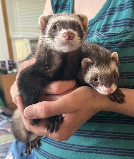 Teddy and Bear