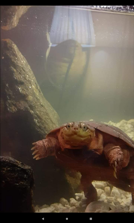 Georgie