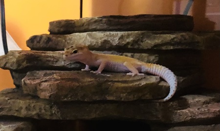 Norbert 