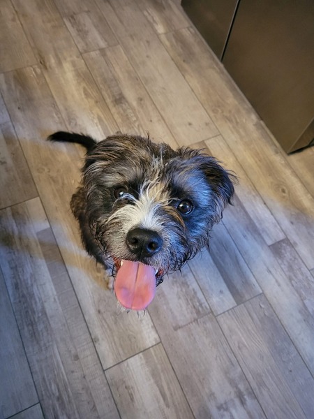 Archie 
