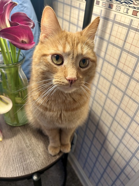 Simon