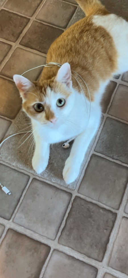 Josie