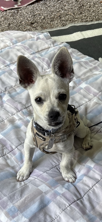 Newman