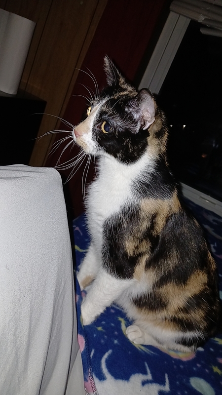 Talia