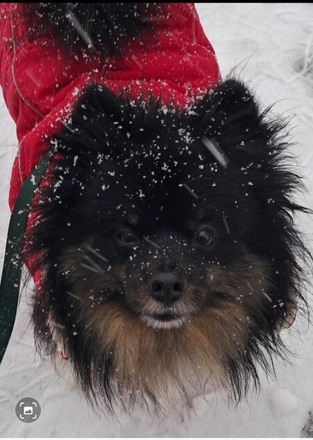 WINSTON